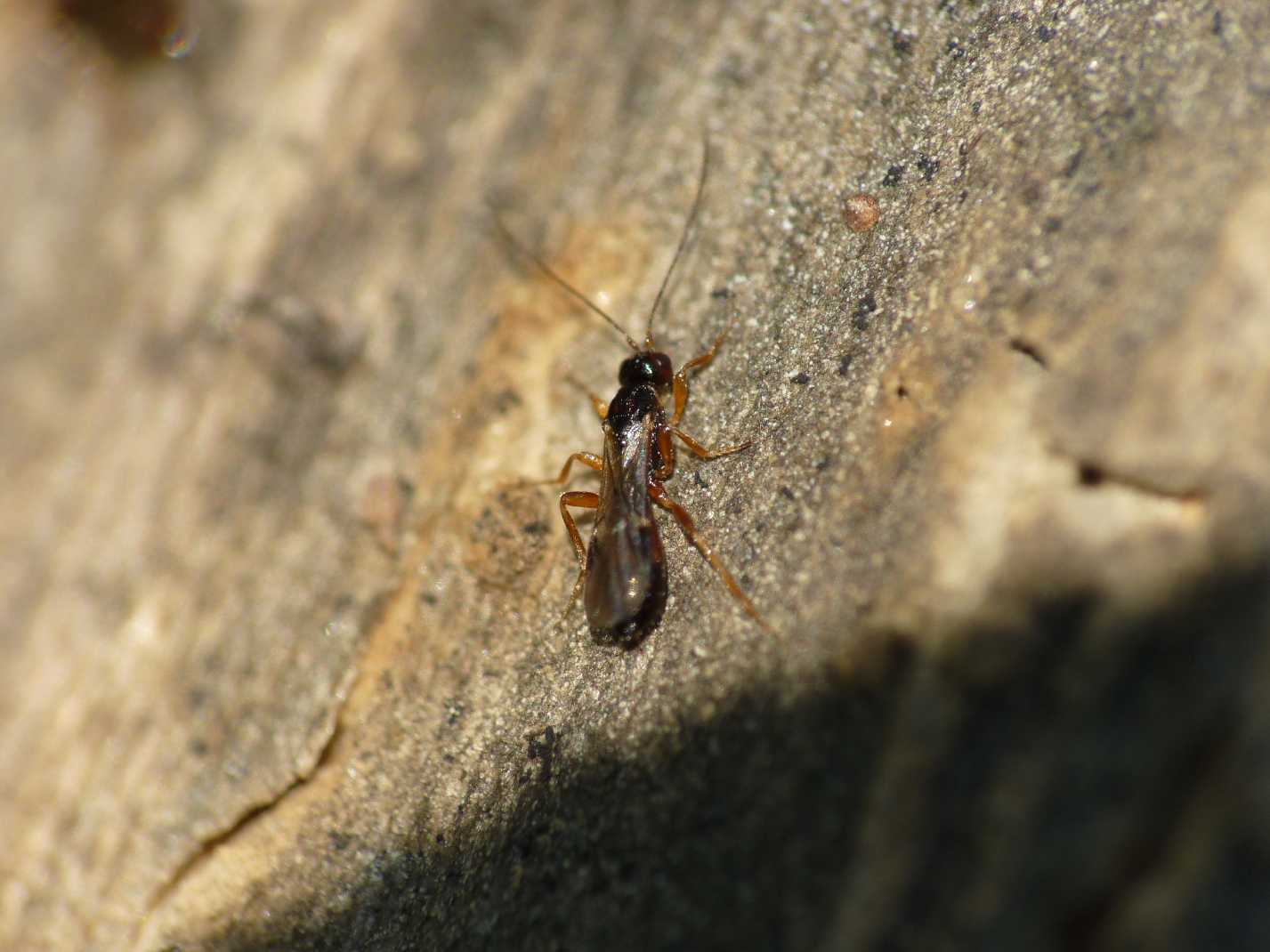 Piccolissimo imenottero (Braconidae
